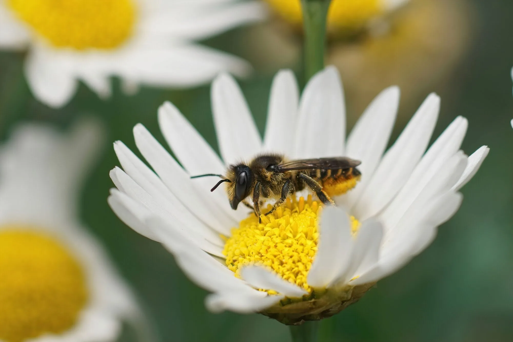 A leafcutter bee with pollen on its belly on a white daisy