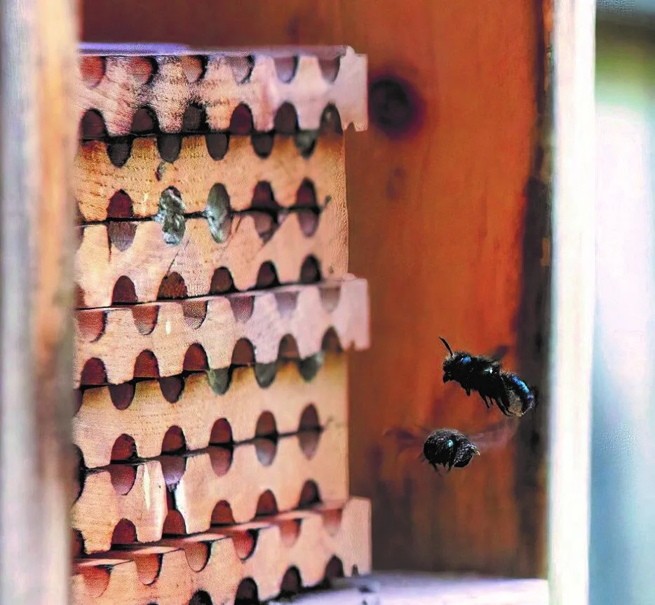 Mason bees flying toward a wooden nesting block